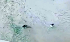 Bungee jumping faciayla bitti