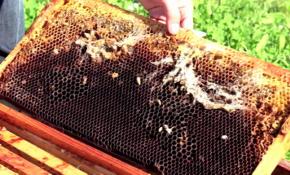 İngiliz ve İspanyol bilim insanlarından 'kurtçuk' incelemesi