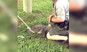 Timsaha kelepçe takan ekipler