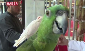 Evcil hayvanlar ve hayvanseverler bu fuarda buluştu