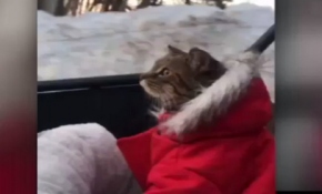 Montunu giydi, şehir turu attı