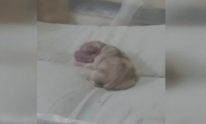 'Anne' diye bağıran köpek şaşırttı