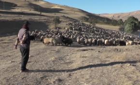 Gündüzleri yol alıp geceleri dinlenen göçmenler