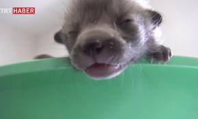 Yavru tilkilere özel bakım