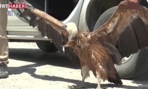 Avcıların hedefi akbaba oldu