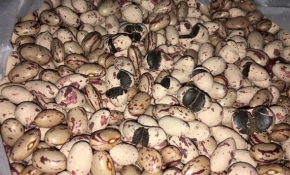 Fasulye görünümlü uyuşturucu ele geçirildi