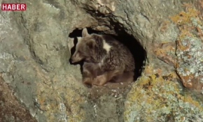 Sarıkamış'ta bozayılar inceleniyor