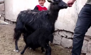 Baharın gelişi ile kuzu ve koyunlar meralarda