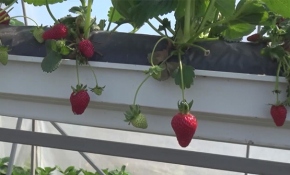 'Topraksız Çilek Yetiştiriciliği Projesi' çiftçilerin yüzünü güldürdü