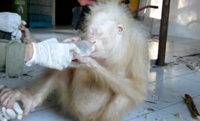Albino orangutan ilgi odağı oldu