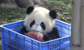 Yavru pandalar basketbol topunu paylaşamadı...