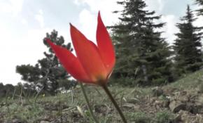 Manisa Lalesi'ni koparana 42 bin lira ceza