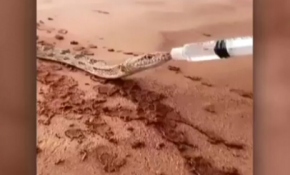 Yılan susuz kalınca...