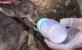 İkiz ceylan yavruları