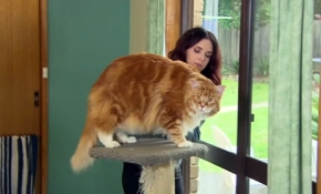 O "dünyanın en uzun kedisi" olmaya aday