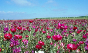 Bu çiçek sadece Gölbaşı'nda yetişiyor