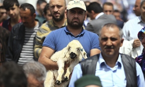 Başkent’in merkezinde mini çiftlik