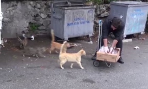Okul harçlığı ile 300 kediyi besliyor
