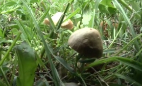 Doğal mantar konusunda doğru bilinen pek çok yanlış var