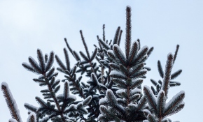 Yazı beklerken kış tekrar yüzünü gösterdi