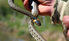 Yılanlı köye ziyaretçi ilgisi