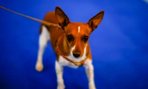 Hayvanları Koruma Kanunu'nda değişiklik Meclis gündemine geliyor