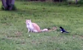 Saksağan kediyi çıldırttı