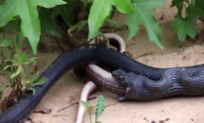 Yılan yılanı yutamayınca böyle kustu