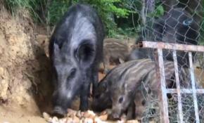 İstanbul'da aç kalan domuzlar şehre indi
