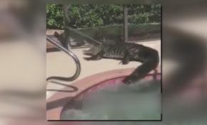 Temizleyeceği havuzdan timsah buldu...