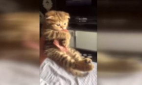 Yavru kedi yemeğini vermek istemeyince