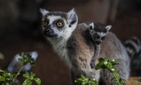 10 yıl sonra doğan yavru lemurun adı Çitlembik oldu