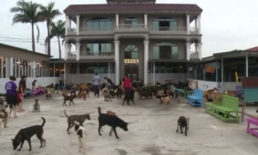 Tayvan'da köpekler burada rehabilite ediliyor