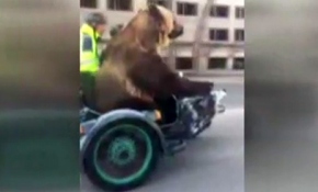 Motosiklette bir ayı var!