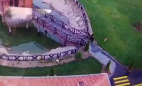 Kurnaz tilki ördeği böyle avladı