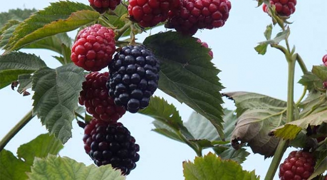 Mersin'de açık alanda böğürtlen hasadı başladı