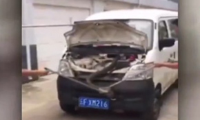 Arabadan çıkan dev kobra korkuttu