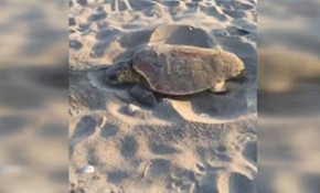 Yumurta bırakan caretta carettalar heyecanla izlendi