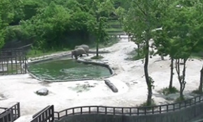 Yavru fil için ailesi seferber oldu