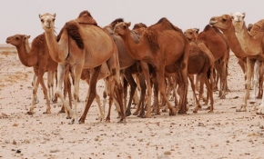 Develer de sınır dışı edildi