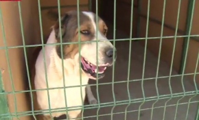 Köpek oteli minik dostlara evlerini aratmıyor