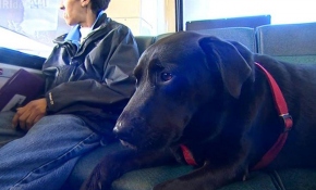 Tek başına yolculuk yapıyor