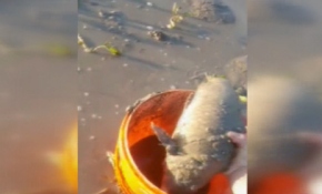 Sel suları çekilince tarlasından sazan çıktı