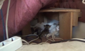 Hamile kedi camide yavruladı