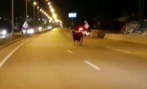 Boğa bayramı şaşırdı!