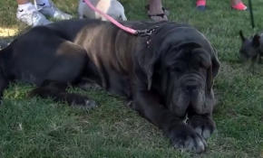 Dünyanın en çirkin köpeği