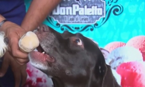 Obezite hayvanlarda da yayılıyor