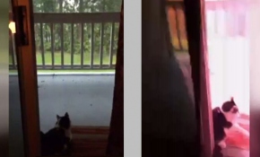 Kedi yağmuru izlerken...