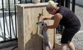 Sıcaklar en çok onları etkiliyor