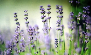 'Lavanta şenliği'ne büyük ilgi